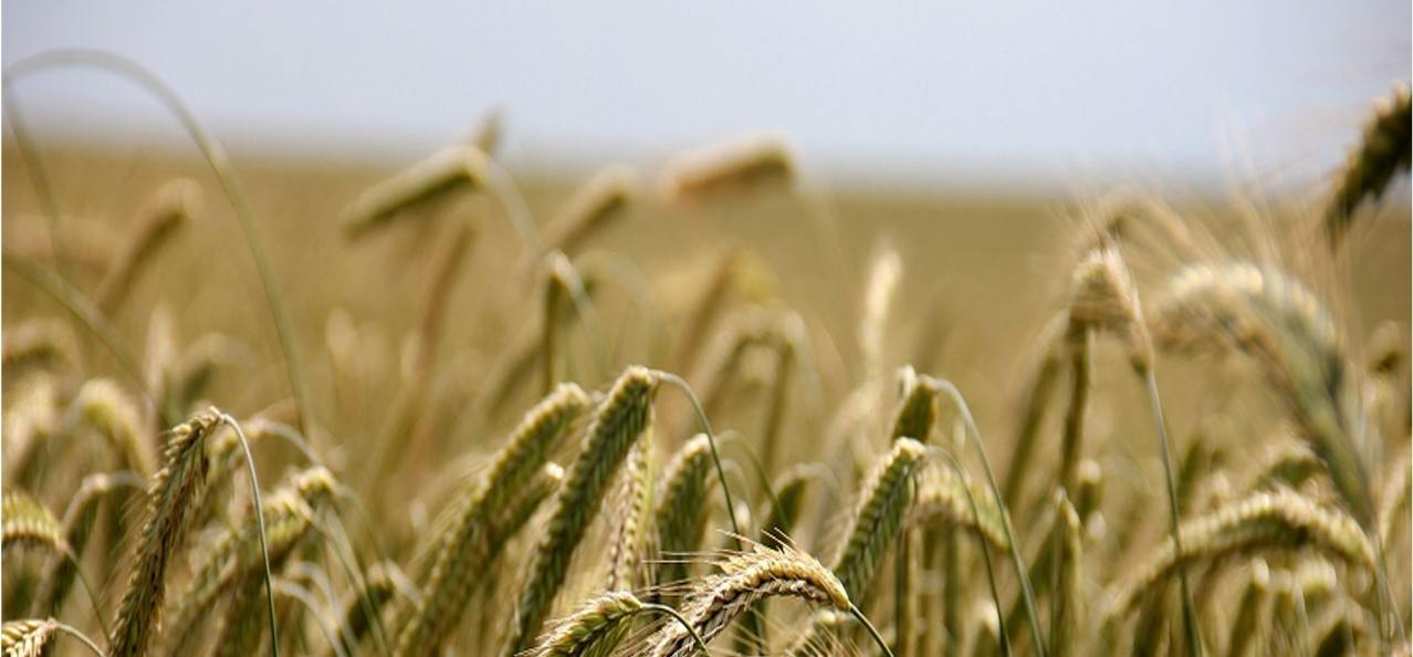 Bandeau bl&eacute; 2.jpg