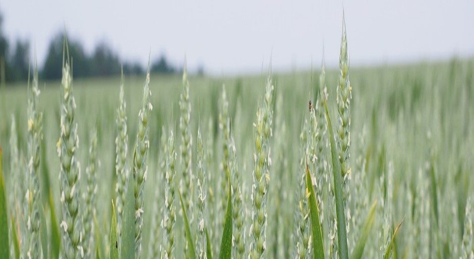 Image Ma&iuml;s Bandeau.jpg